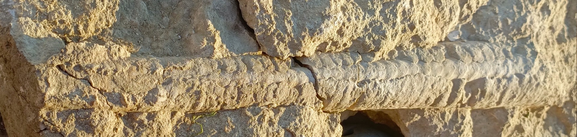 photo 1 Endoceras